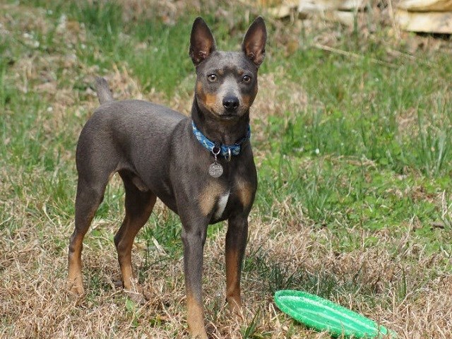 American Hairless Terrier thumbnail